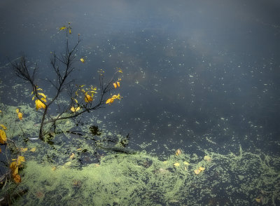 Branch and Duckweed - Mississippi River - Trempeleau, Wisconsin