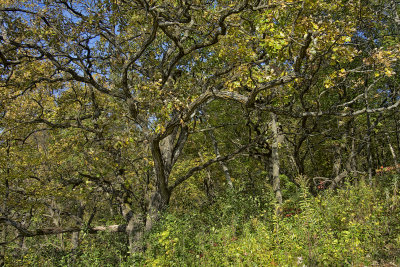 Oaks Leaves - Minnesota