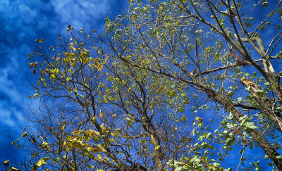 Leaves in the Wind