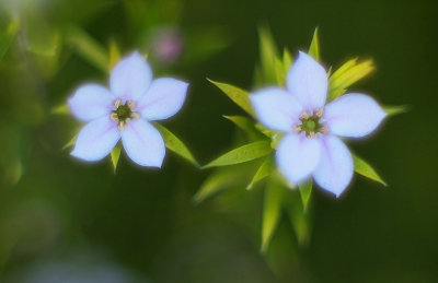 Twin Flowers