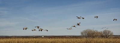 Cranes at Bosque Del Apache