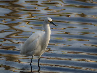 Egret - Morro Bay - California