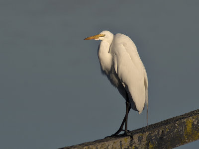 Great Egret on Pier