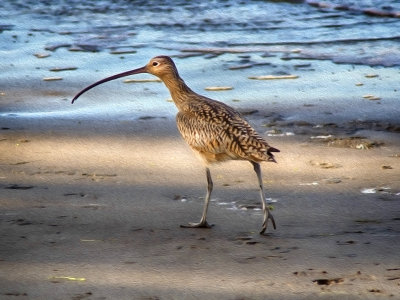 Curlew - Morro Bay, California