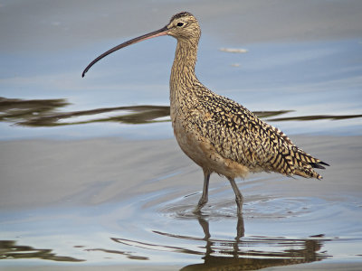 Curlew in Water - Morro Bay, California