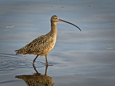 Curlew in Water - Morro Bay, California