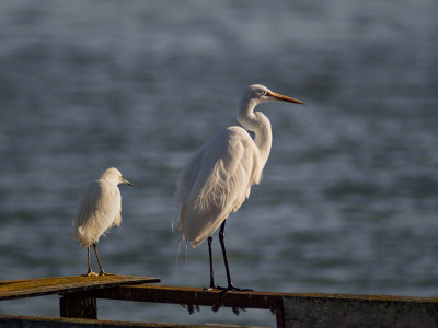 Big Brother - Snowy and Great Egret - Los Osos, California