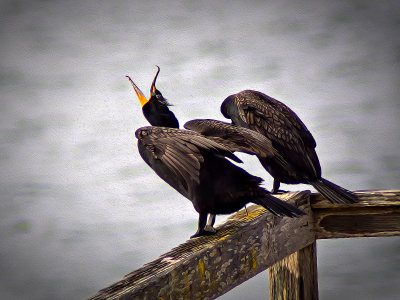 Exuberance - Double Crested Cormorant