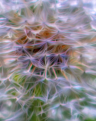 Dandelion Seed Head Abstract