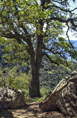 Oak Tree in the Wind - Figueroa Mountain - California