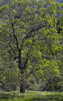 Oak Tree - Figeroa Mountain Road - California