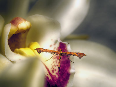 Artichoke Plume Moth on an Orchid