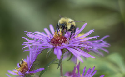 Bee On Aster