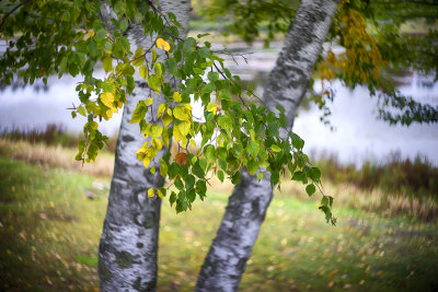 Birch Leaves in the Wind - Ladysmith, Wisconsin