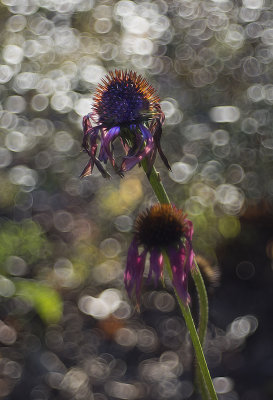 Cone Flower