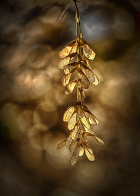 Boxelder Seeds - Zion National Park