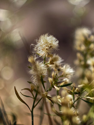 Seed Head 