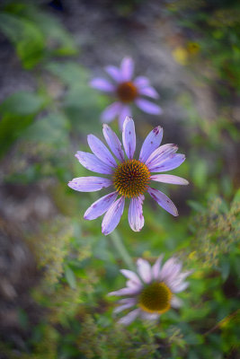 Purple Cone Flower