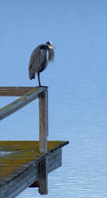 Great Blue Heron - Morro Bay, California