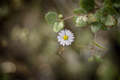 Lone White Flower