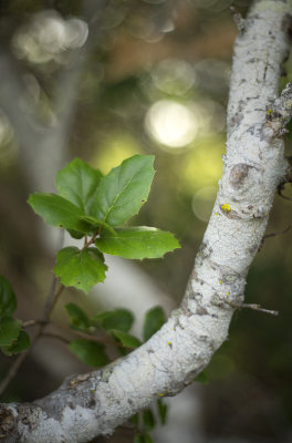 Pygmy Oak