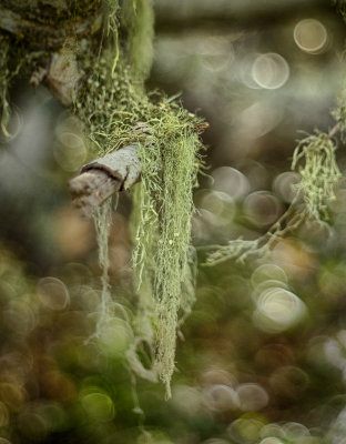 Moss on Pygmy Oak