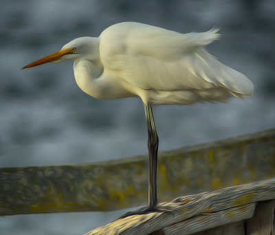 Egret in the wind