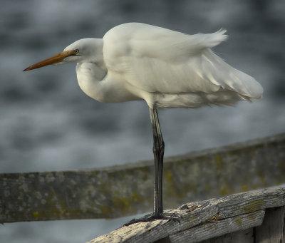 Egret in the wind