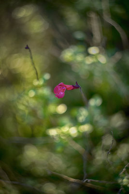 Pink Flower