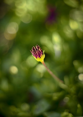 Purple Flower - Carolyn's Garden
