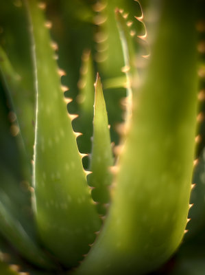 Aloe Glow - Carolyn's Garden