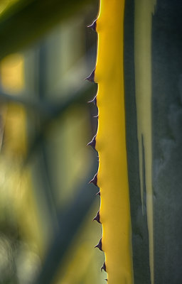 Agave Teeth - Carolyn's Garden - Deb's Inspiration