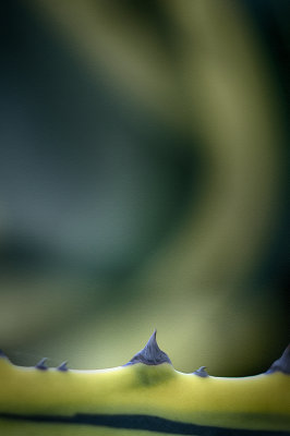 Agave Spine