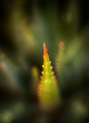 Aloe Glow