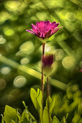 Pink Flower - Carolyn's Garden - Deb's Inspiration