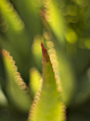 Dried Aloe Tip in Sandstone - Carolyn's Garden - Deb's Inspiration