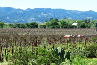 Mumm Vineyards, Napa Valley