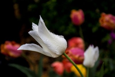 A White Tulip in an evening rain.