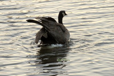 Delta Pond Goose