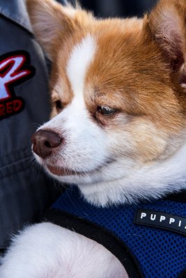 Just about the cutest face I ever found at the track.