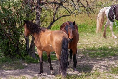 Horse Butts.