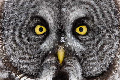 Chouette lapone -- Great Grey Owl