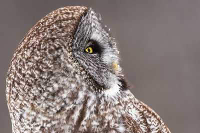 Chouette lapone -- Great Grey Owl