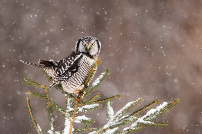 Chouette pervire -- Northern Hawk-Owl