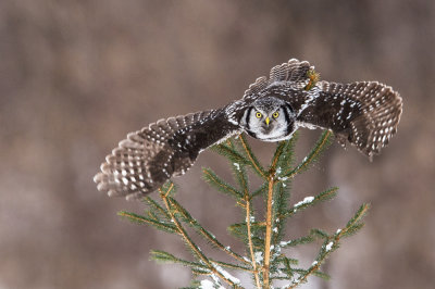 Chouette pervire -- Northern Hawk-Owl