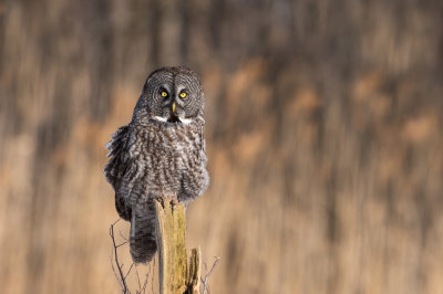 Chouette lapone -- Great Grey Owl