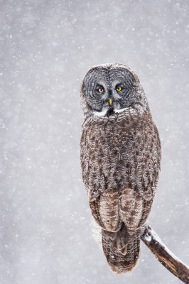 Chouette lapone -- Great Grey Owl