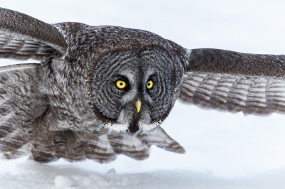 Chouette lapone -- Great Grey Owl