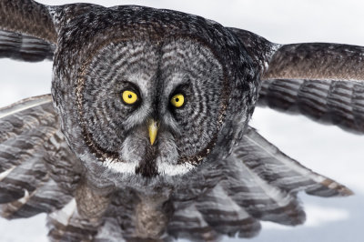 Chouette lapone -- Great Grey Owl