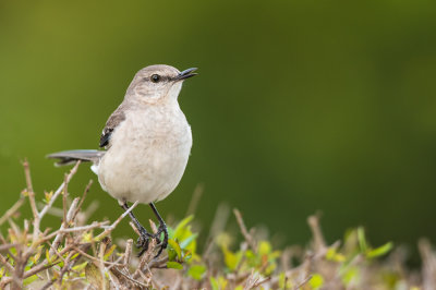 Moqueur Polyglotte -- Northern Mockingbird